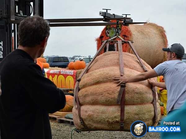 biggest-largest-giant-pumpkin-vegitable-in-world-funny-images-pictures-bajiroo-pics-photos-37