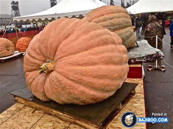 biggest-largest-giant-pumpkin-vegitable-in-world-funny-images-pictures-bajiroo-pics-photos-38.jpeg