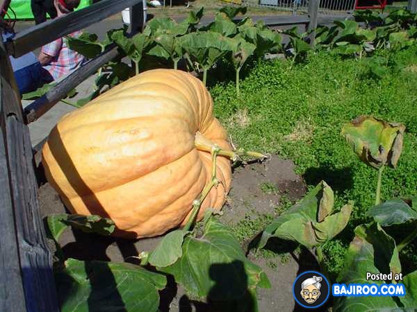 biggest-largest-giant-pumpkin-vegitable-in-world-funny-images-pictures-bajiroo-pics-photos-39