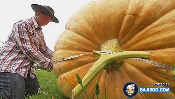 biggest-largest-giant-pumpkin-vegitable-in-world-funny-images-pictures-bajiroo-pics-photos-41