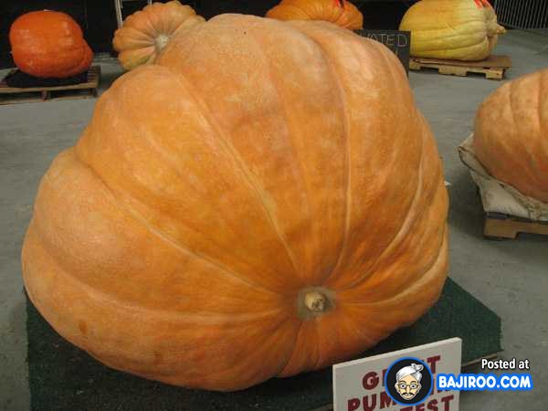 biggest-largest-pumpkin-vegitable-in-world-funny-images-pictures-bajiroo-pics-photos-3