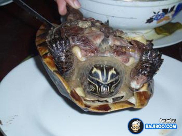 weird-food-around-world-images-pictures-photos-pics-26