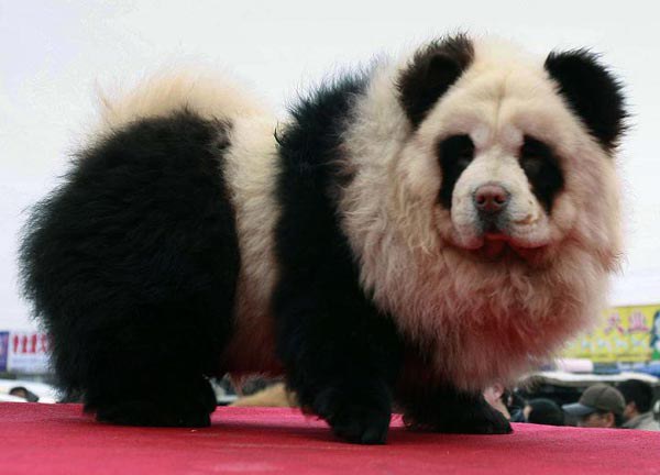 beautiful-dog-like-panda