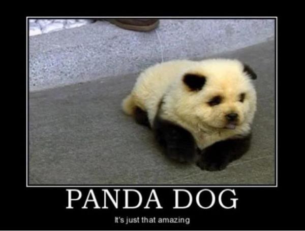 cute-baby-panda-dog