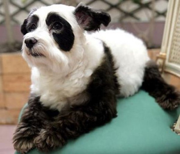 cute-panda-dog-pise