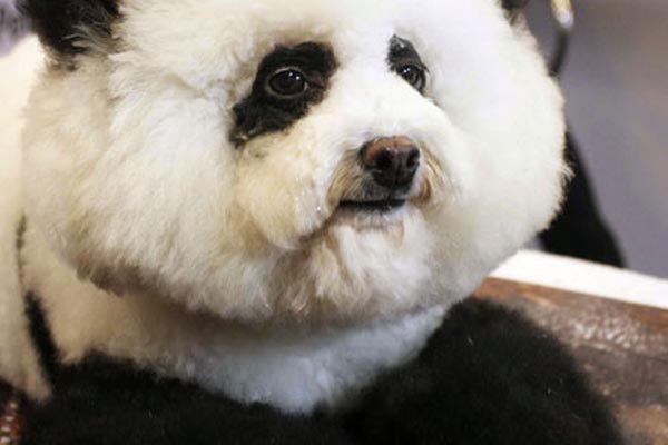 dog-like-panda