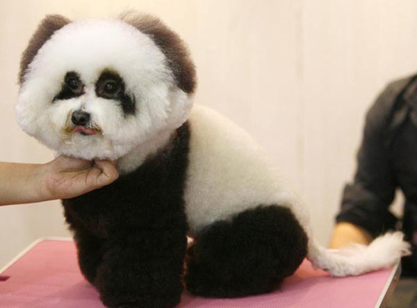 dog-like-panda-cute-pics