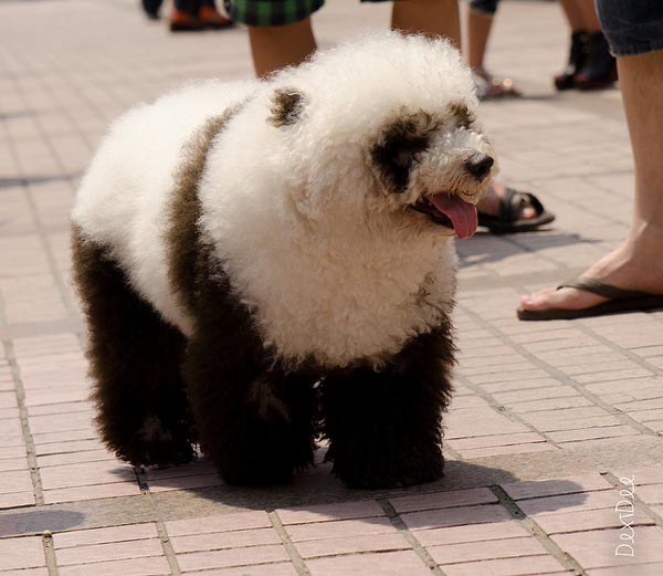 funny-panda-dog-amazing