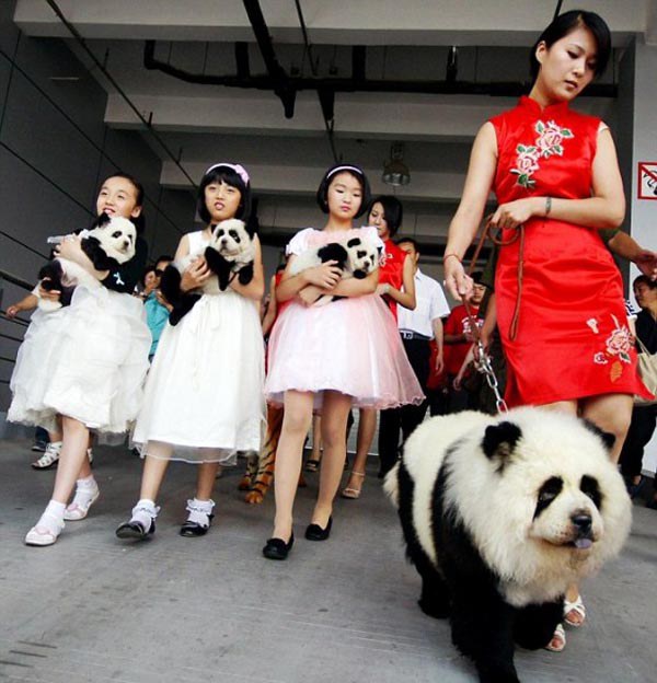 panda dog  - chow chow