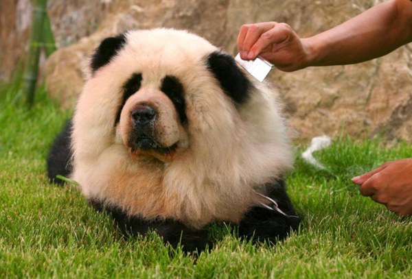 panda-dog-amazing-pics