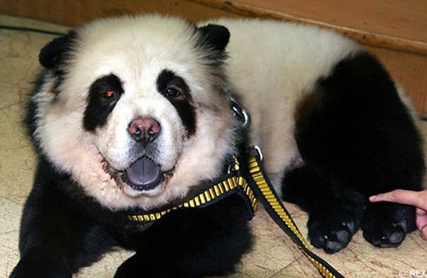 panda-dog-cute-pics