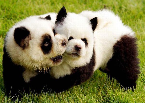 panda-dogs-having-fun