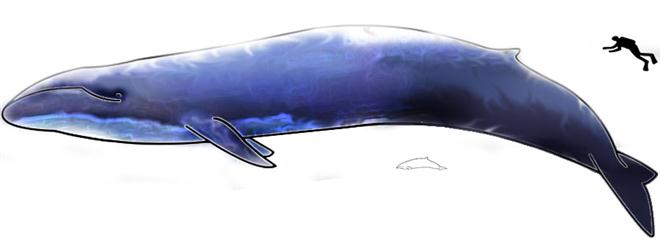 นี่คือ-หัวใจดวงใหญ่ที่สุดในโลก-ของวาฬสีน้ำเงิน-ที่คุณไม่คิดว่าจะใหญ่ได้ขนาดนี้