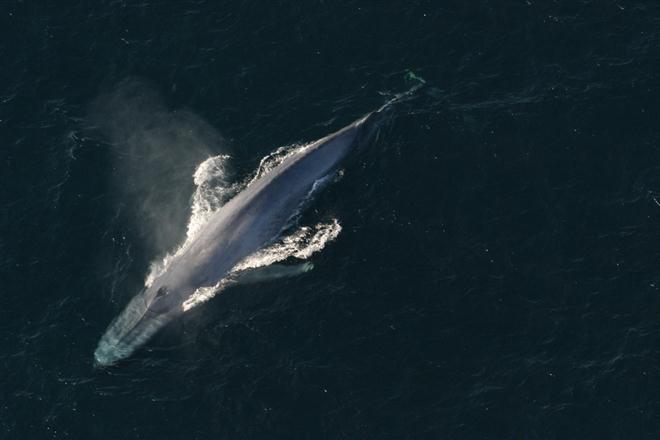 นี่คือ-หัวใจดวงใหญ่ที่สุดในโลก-ของวาฬสีน้ำเงิน-ที่คุณไม่คิดว่าจะใหญ่ได้ขนาดนี้