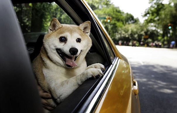 ชินนาม่อน-สุนัขที่มีความสุขที่สุดในโลก-ยิ้มได้ทุกสถานการณ์