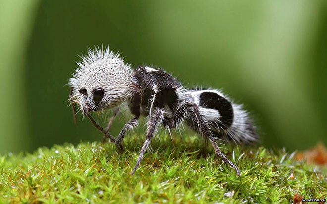 เฮ้ยนี่มัน-panda-ant-มดแพนด้า-หนึ่งในสัตว์ที่น่าจะแปลกที่สุดในโลกแล้ว