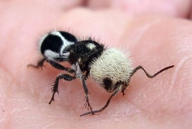 เฮ้ยนี่มัน-panda-ant-มดแพนด้า-หนึ่งในสัตว์ที่น่าจะแปลกที่สุดในโลกแล้ว