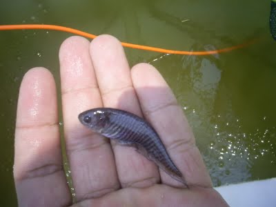 10 อันดับ เมนูอาหารไทยสุดแปลก ในสายตาชาวต่างชาติ!! บางอันคนไทยยังไม่รู้จักเลยครัช