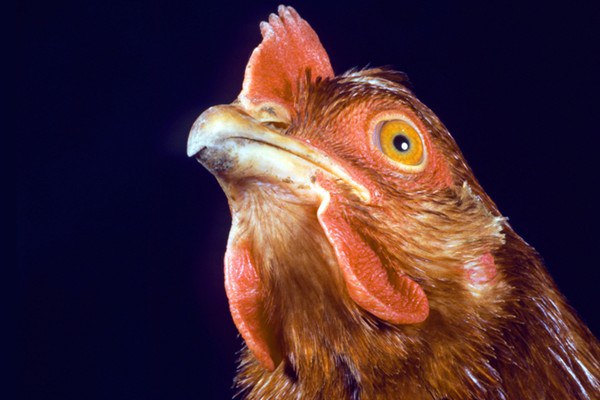 10 อันดับ เมนูอาหารไทยสุดแปลก ในสายตาชาวต่างชาติ!! บางอันคนไทยยังไม่รู้จักเลยครัช