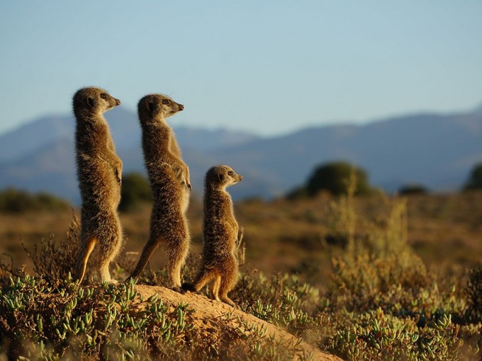 รวมสุดยอดภาพถ่าย National Geographic ในเดือนกรกฏาคม 2015