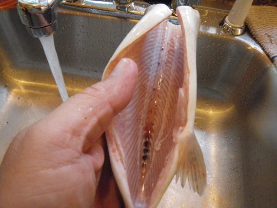 Rainbow_Trout_Cleaned_Membrane