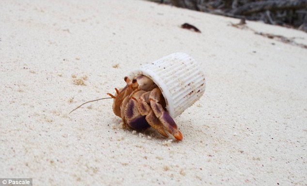 2C9D05B700000578-3243723-Homeless_and_desperate_this_hermit_crab_has_resorted_to_using_a_-a-1_1442899792910