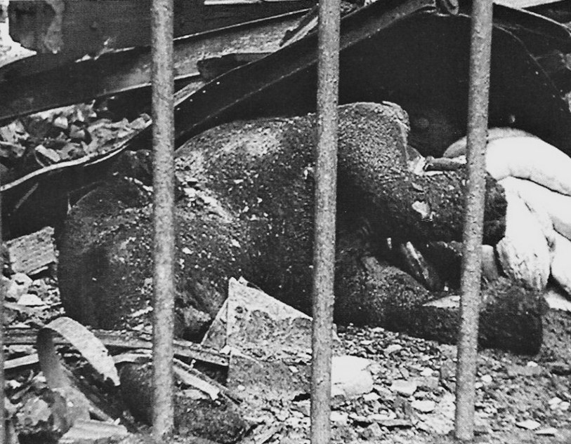 18-the-first-bomb-dropped-on-berlin-by-the-allies-killed-the-only-elephant-in-the-berlin-zoo