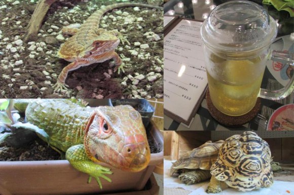 reptile-cafe-in-japan-01