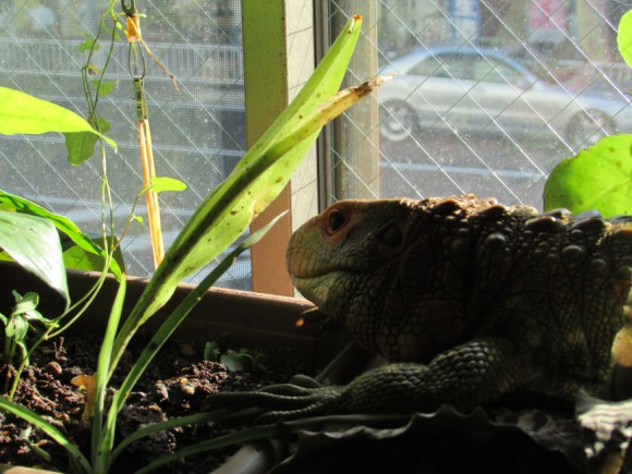 reptile-cafe-in-japan-10