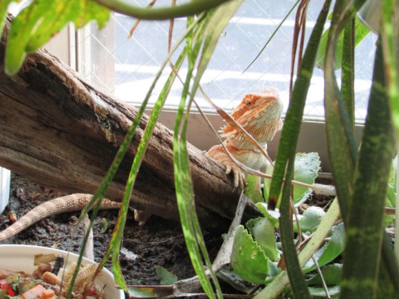 reptile-cafe-in-japan-11