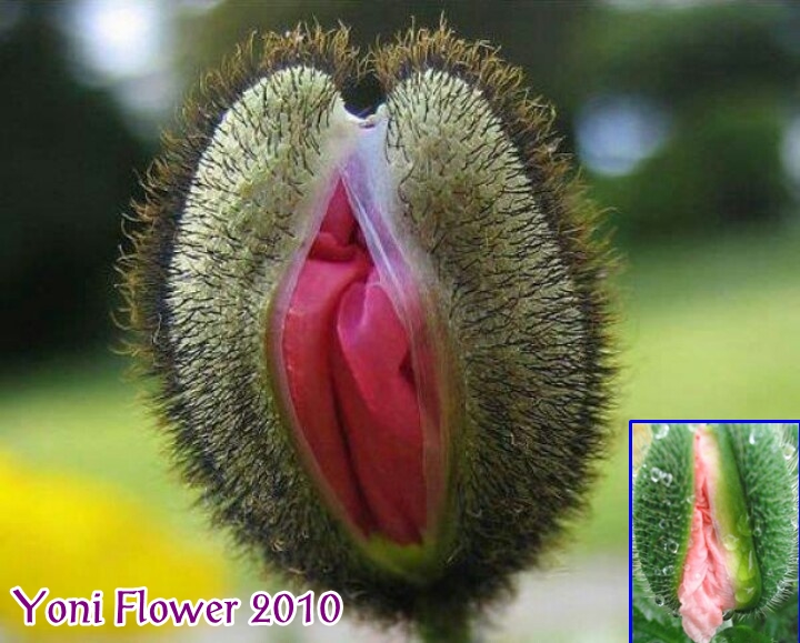 กรุณาอย่าคิดลึก !! มันคือ ดอกไม้ Yoni Flower