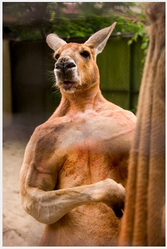 Dave the kangaroo