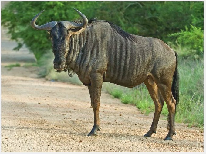 Wildebeest are usually much smaller. This is one special wildebeest!