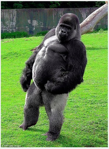 A male gorilla in it's prime