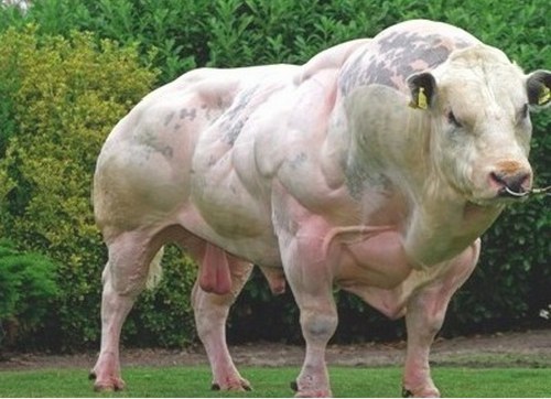Bulls are very high on testosterone which means This !