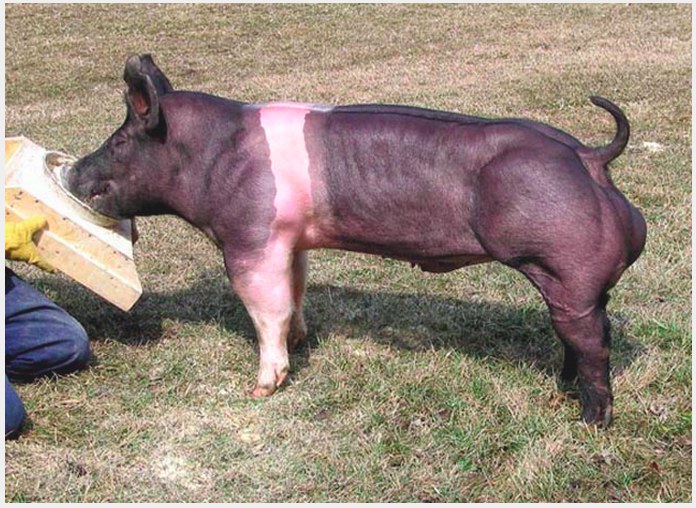 Pigs depend on their sprint runs for survival. This is one with huge back legs.