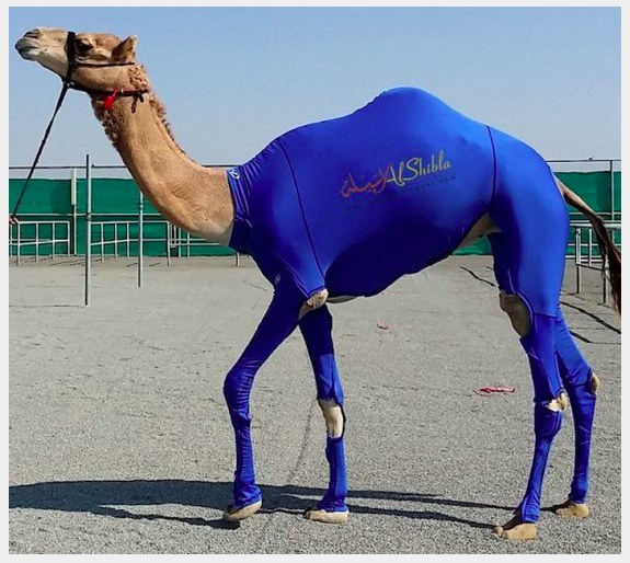 An athlete camel. 