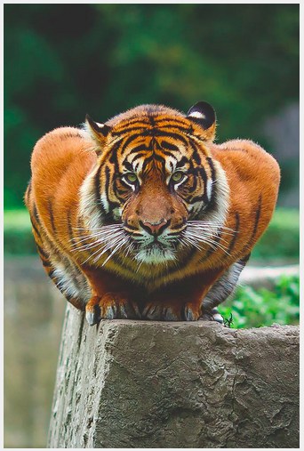Tigers with huge shoulders. 