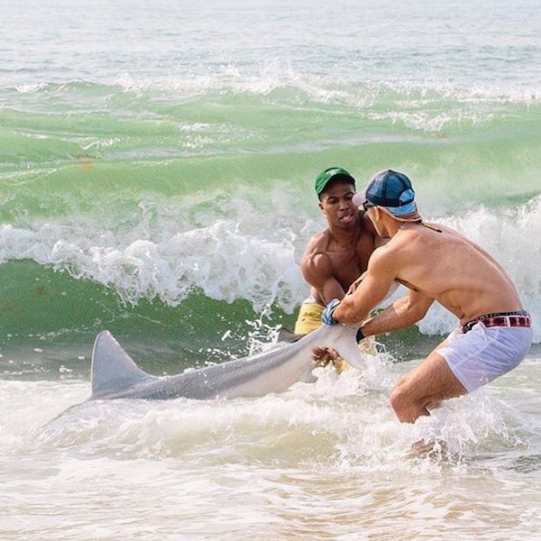 Elliot is not a rookie when it comes to handling sharks.