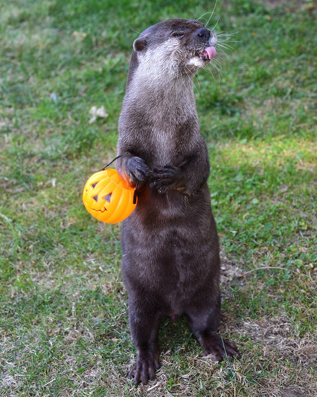 "I saved all my candy from Halloween this year and NOW I'M REAPING THE REWARDS."