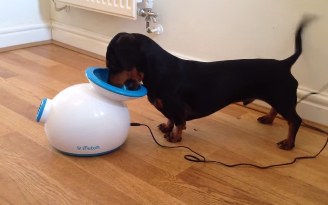 Wiener Dog Wednesday: Mini Dachshund Uses High Tech Pet Toy