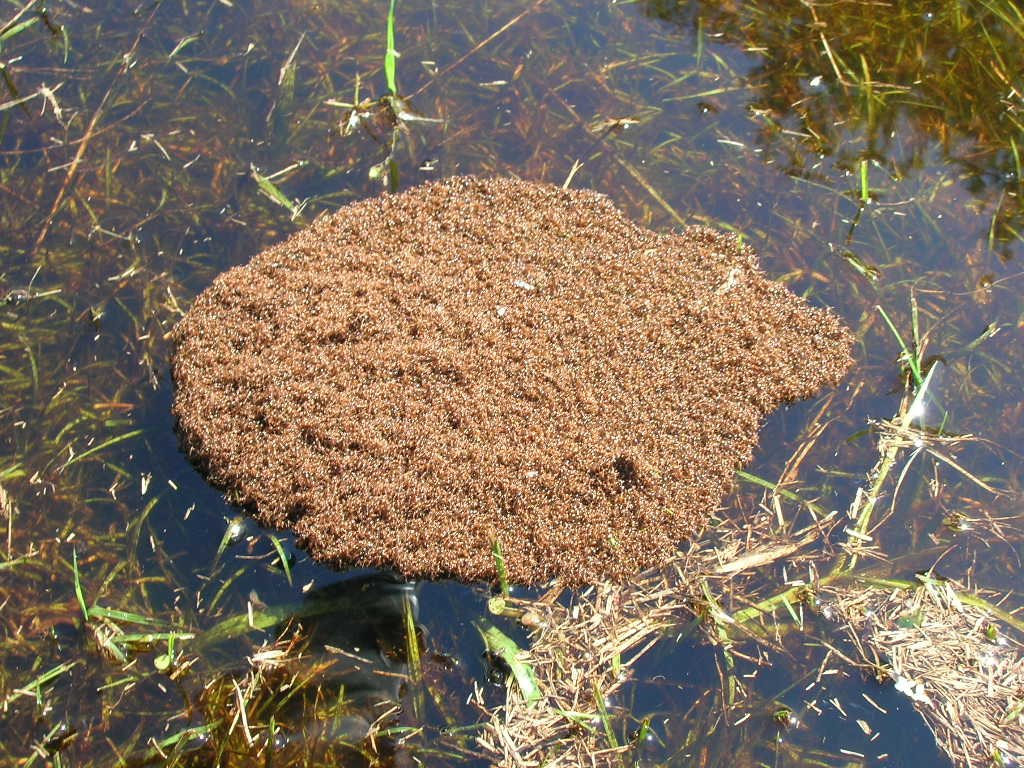 fire ant cluster wiki