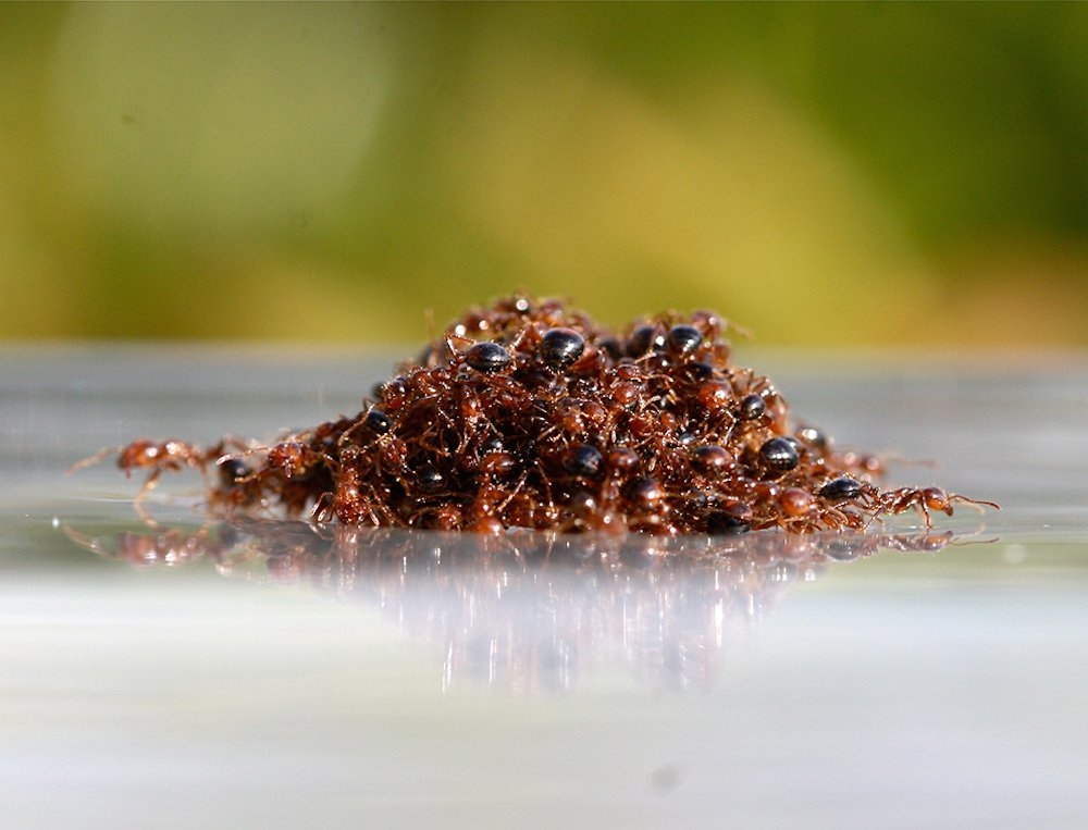 ant water raft