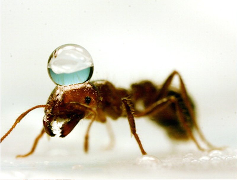 fire ant water repellant