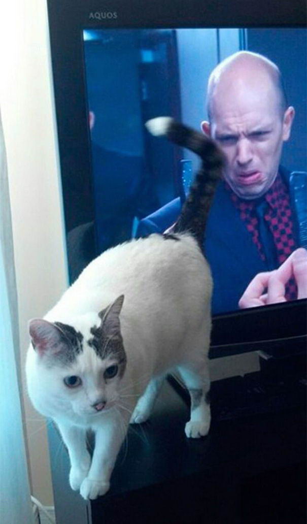 perfectly-timed-cat-10