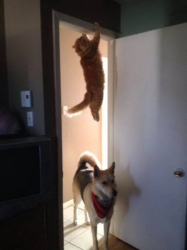 perfectly-timed-cat-12