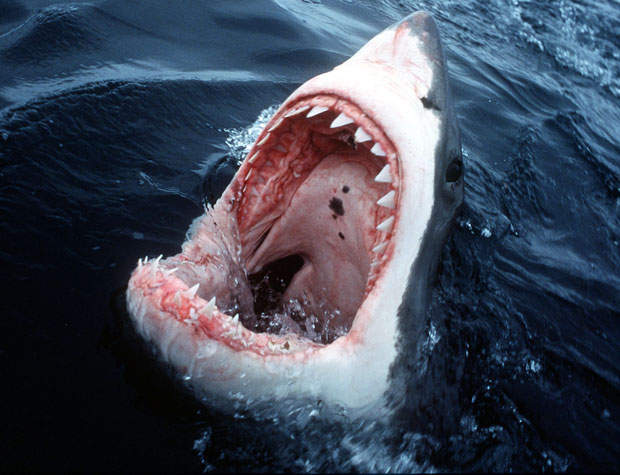 Great-White-shark__1825036a
