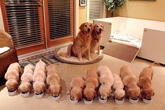 Proud-Dog-Mommies-05