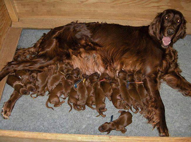 Proud-Dog-Mommies-12