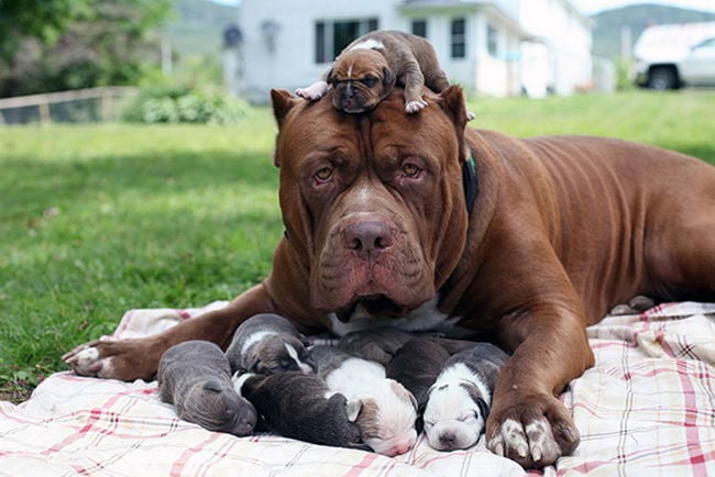 Proud-Dog-Mommies-14